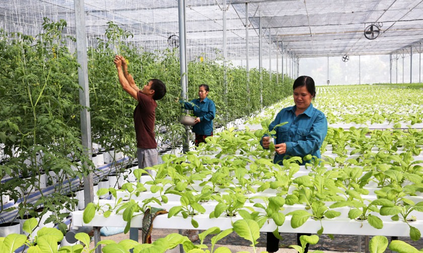 Hải Phòng: Phát triển công nghiệp sinh học trong nông nghiệp và môi trường